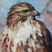 Raptor - Red-tailed Hawk - Original oil painting - Limited Edition Print