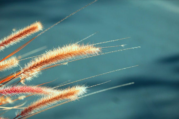 Macro Photograph nature photography flower photography  pastels woodland  minimal Teal wall art Grass  4x6 Fine Art Photography Print