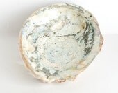 Abalone Shell California Beach Cottage Decor