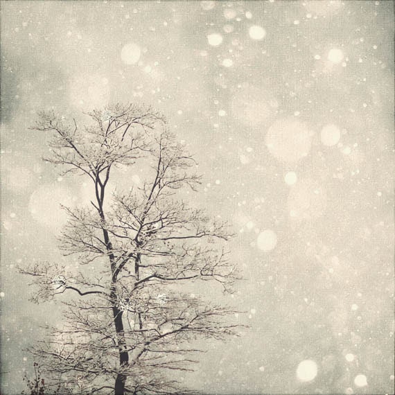 Winter Art: First Snow 8x8 Fine Art Photography, Snow Bokeh Tree Wall Art Nature Wall Art