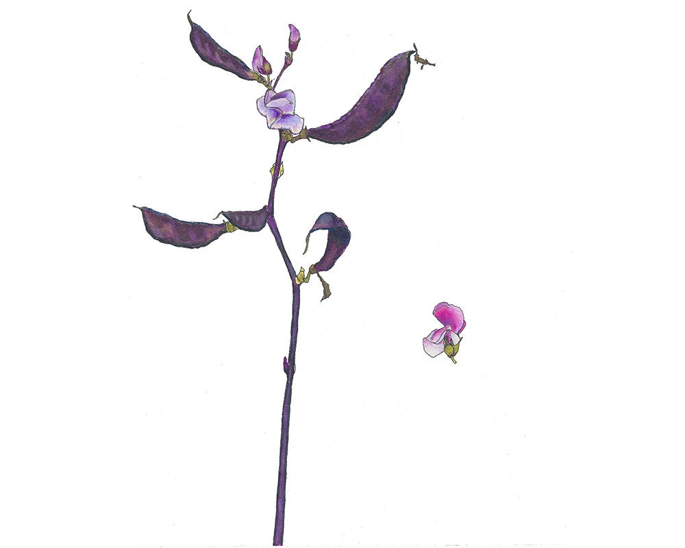 Purple Hyacinth Bean, Note Cards, 100 Percent Recycled, Set of 6