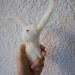 little hare