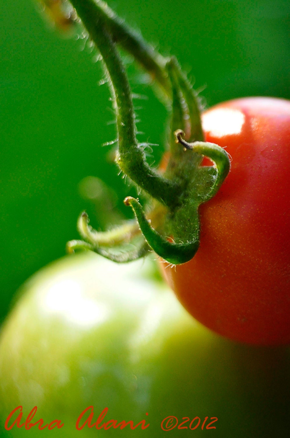 8x10 Summer Lovelies- Fine Art Photography, Macro, Tomatoes, Grow, Garden, Red, Green