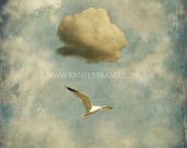 Fantasy art, surreal photo print, seagull and cloud, abstract photography 8x8