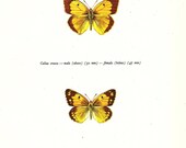 BUTTERFLY PRINT Art Original 1965 Book Plate 106 Beautiful Clouded Yellow Butterflies Summer Flower Garden Nature Interior Design