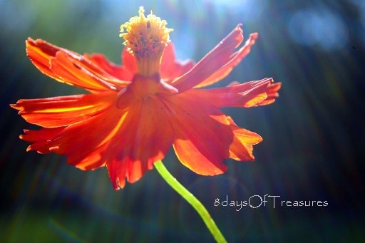 Nature Photography, Orange, Red, Blue, Summer,  Fall,  Flower, Home Decor, Sun Flair