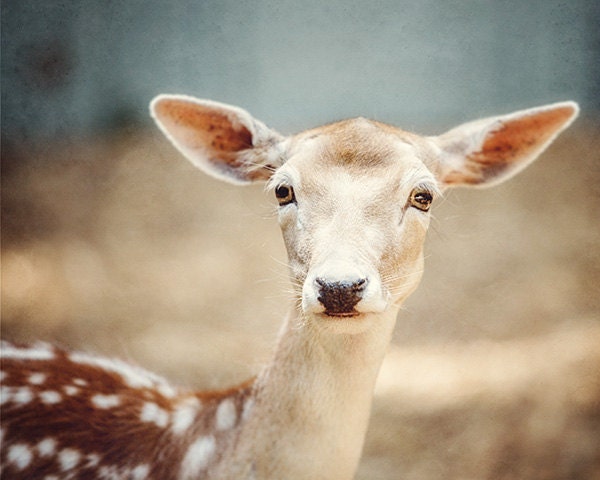 Deer Pictures Nursery Decor Deer Animal Photography Cute Sweet Woodland Animal Beige Teal Blue Spotted Deer Print for Baby's Room.