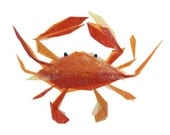 clementine crab - print