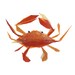 clementine crab - print
