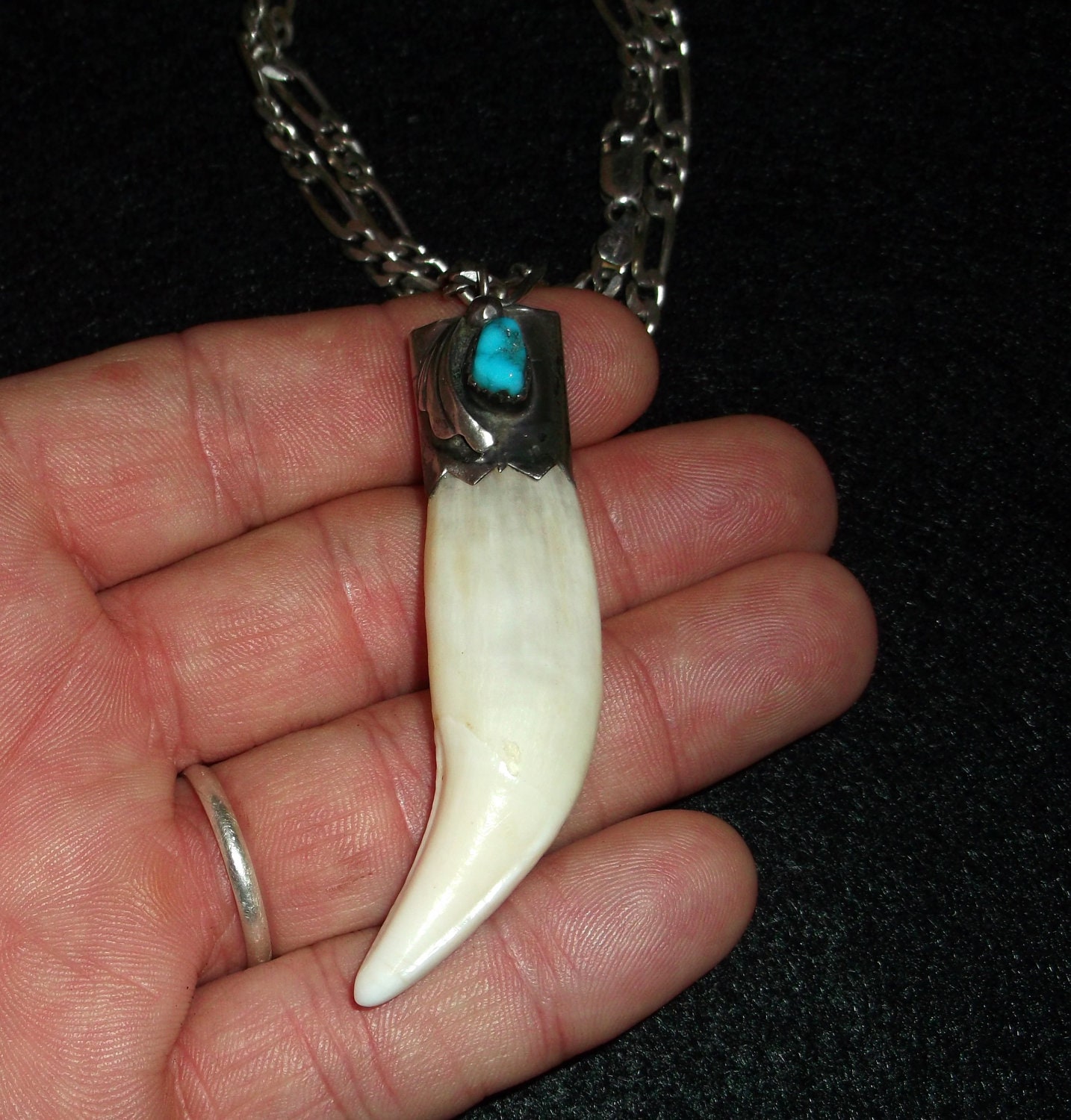 Rare XXL Real Bear Tooth Neclace, Navajo Indian Sterling Silver, Turquoise, (Real Bear Teeth) Italian Silver Chain
