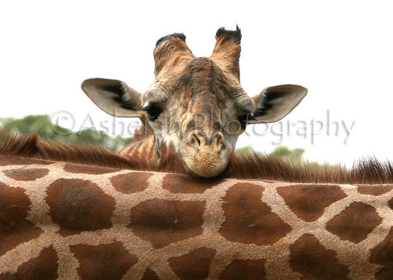 Contemplation - Baby giraffe Animals Baby animals African animals Funny animals Art Art photography Photography 5x7 Greeting Cards.