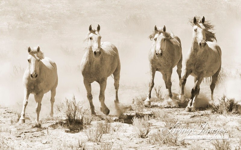 Four Horses Running - Fine Art  Wild Horse Photograph
