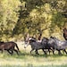 Lusitano Mares Running - Fine Art Horse Photograph