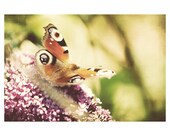 butterfly photo print - whimsical fine art animal photography, nature, insect, flower, flora, summer, yellow, purple, red