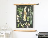 Pull Down Chart Foreign Crop Plants, 1899 Vintage School Chart Corn