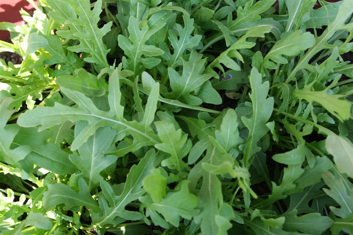 Organic Heirloom Arugula Seeds