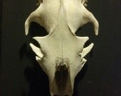 Mounted Beaver Skull