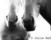 Horse Photography Black and White Horse Art Print
