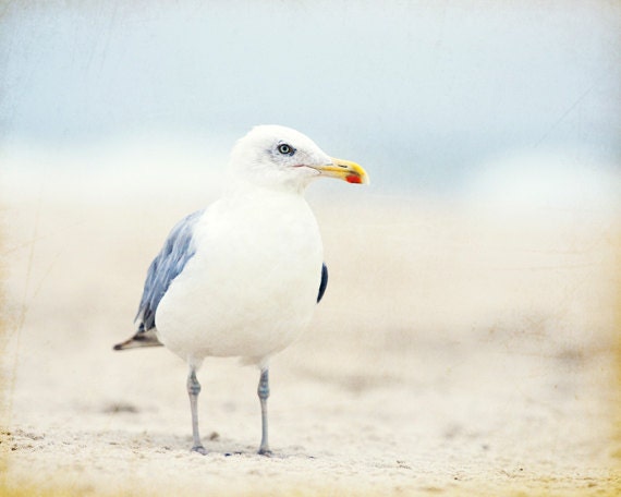 Seagull Photography - bird beach photography light blue cream white beige coastal wall art seashore - 11x14, 8x10 Photograph, "Beach Bum" - CarolynCochrane