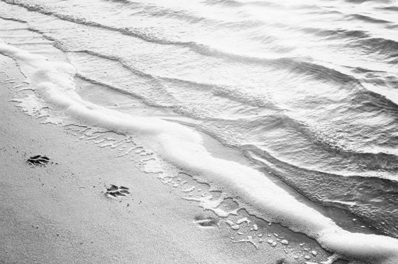Black and White Photography - water ripples ocean beach sea paw print grey gray light wall art - 11x14, 8x12, 8x10 Photograph, "Paw Prints"
