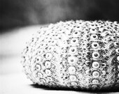 Black and White Sea Urchin Photography - beach print still life monochromatic art - grey gray modern wall art fine art - 8x8 Photograph
