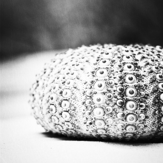 Black and White Sea Urchin Photography - beach print still life monochromatic art - grey gray modern wall art fine art - 8x8 Photograph