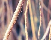 Branches photo Woodland or forest photography Tree photo 8"x8" or 5"x5" Natural wall decor Brown Autumn