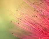 Flower photography Pink peach pastel Nature photography Abstract photo 8x10" Gift for her