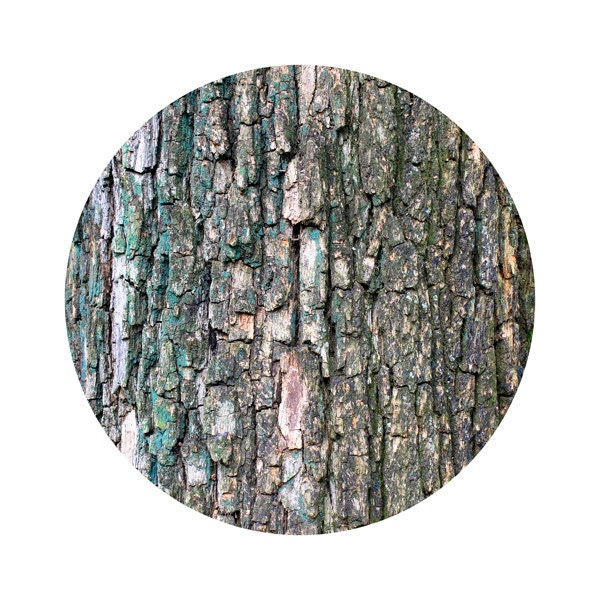 Green bark Abstract nature print Round photography Minimalist wall decor Unisex gift idea