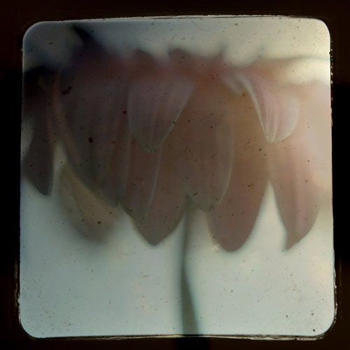 Light pink flower photograph-  dreamy,  summer,  vintage style, ttv, floral print, retro inspired, flower print, whimsical, 8x8 print