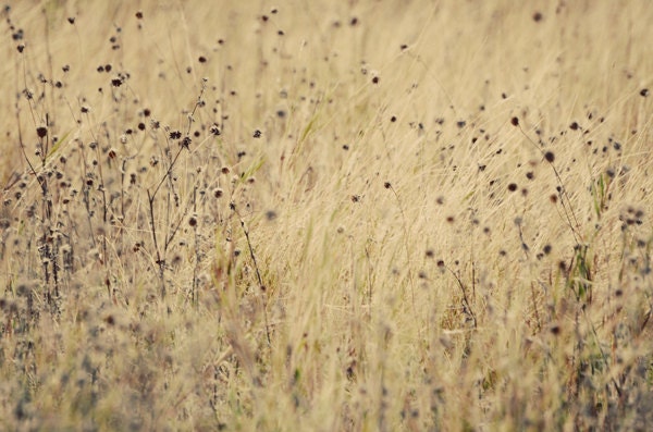 Golden field nature photograph- summer, landscape, country, dreamy, fine art photography, 8x10 print,