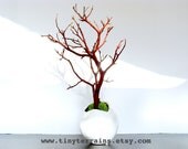The Hatchling: Manzanita Tree and Moss Terrarium