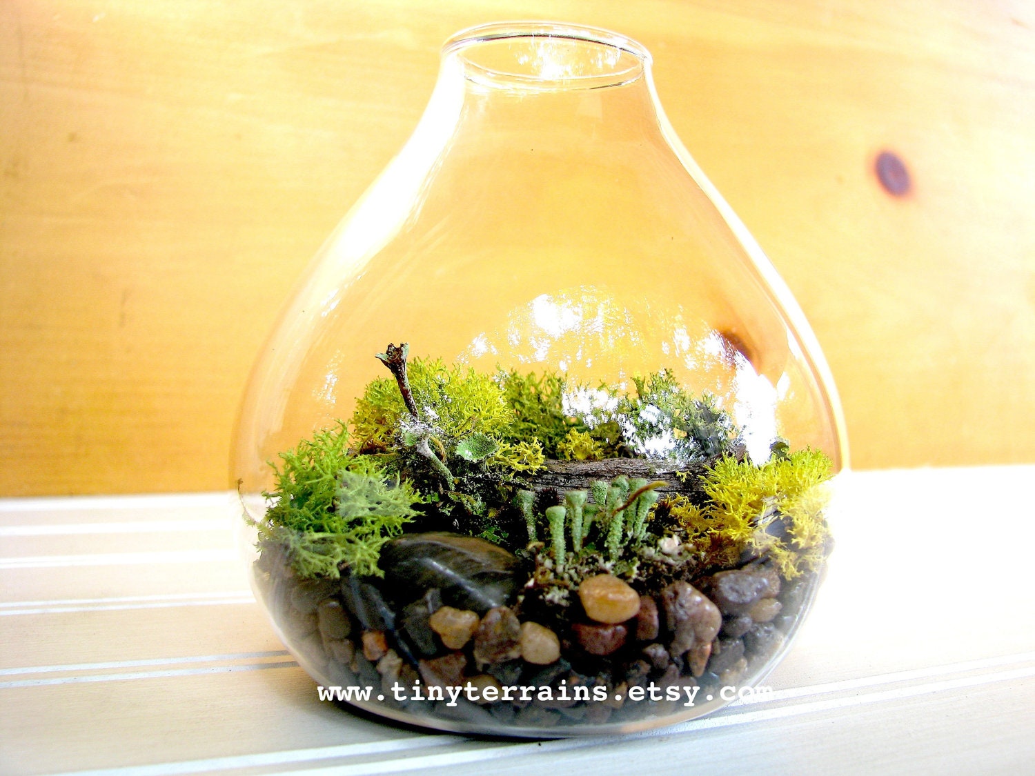 Teardrop Lichen Terrarium