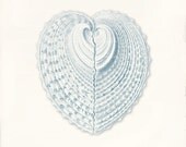 Sea Shell Art Print - 8 x 10 - Venus Shell Blue