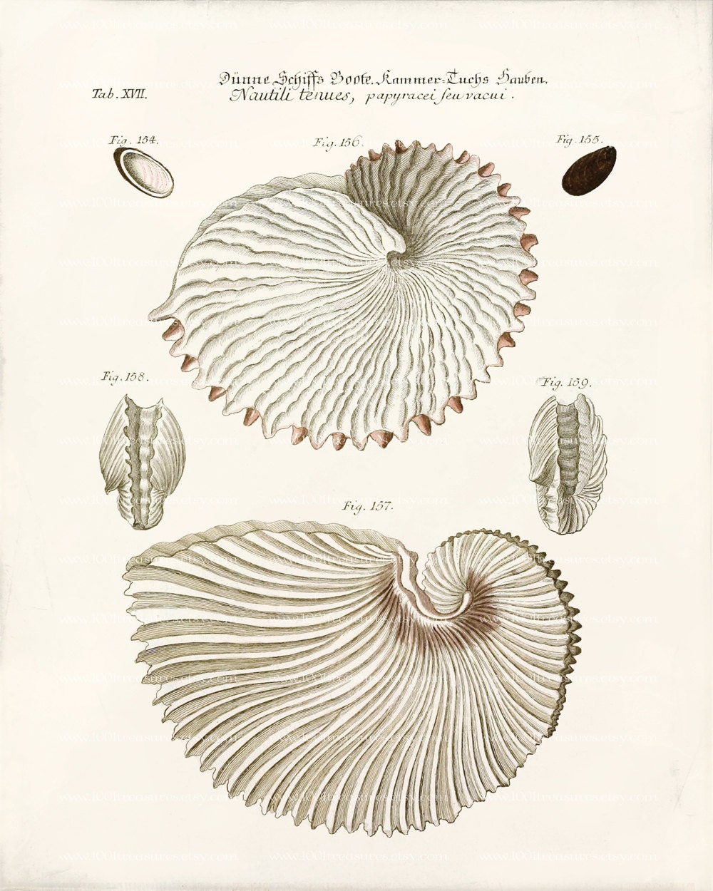 Antique Nautilus Shell Art Print - 8 x 10 - Nautilus Shells 1 Wall Decor