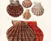 Antique Shell Art Print - 8 x 10 - Pectines Shells Wall Decor