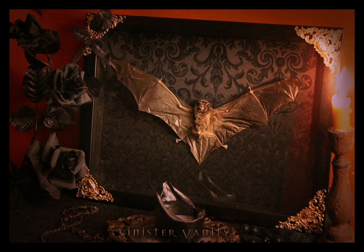 Gothic Bat Taxidermy Victorian Black Antique Damask Brass Filigree Curio Shadow box frame macabre wall Plaque