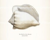Sea Shell Illustration - Atlantic Whelk  Natural History Beach Style Art Print 8x10