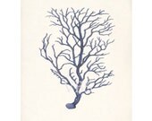 Antique Branch Coral Illustration Wall Decor Art Print 8x10 ocean blue