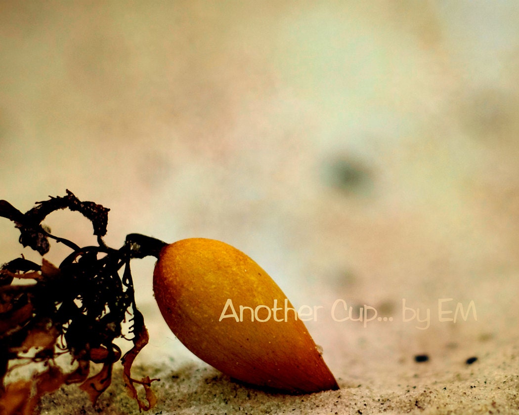 Seaweed Photography 8x10 - Beach Photography, Seaweed, Golden Seaweed, Abstract
