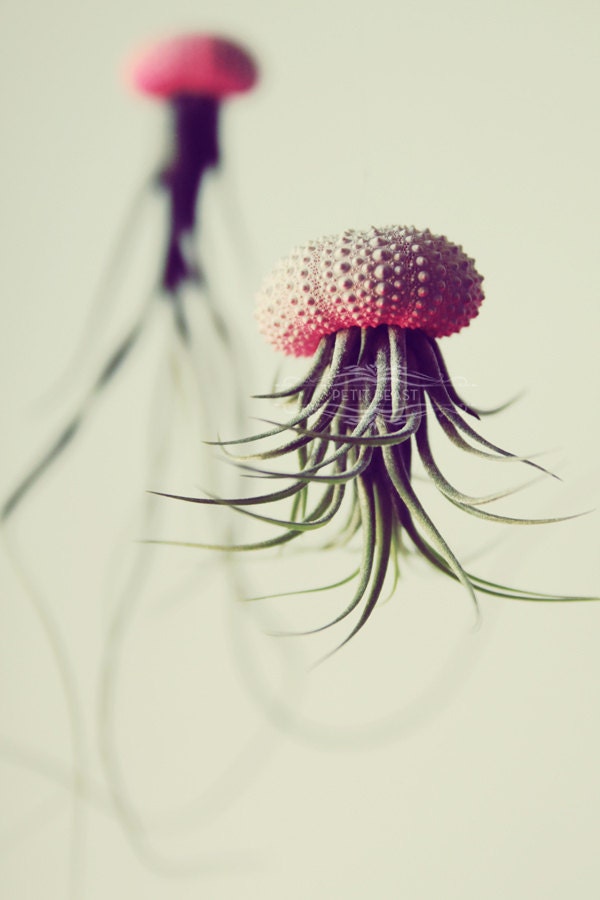 3 OMBRE Jellyfish Air Plant // Hot Pink // Sea Urchin Wedding Favor Decor Gift gradient neon color fade flourescent shell hanging art