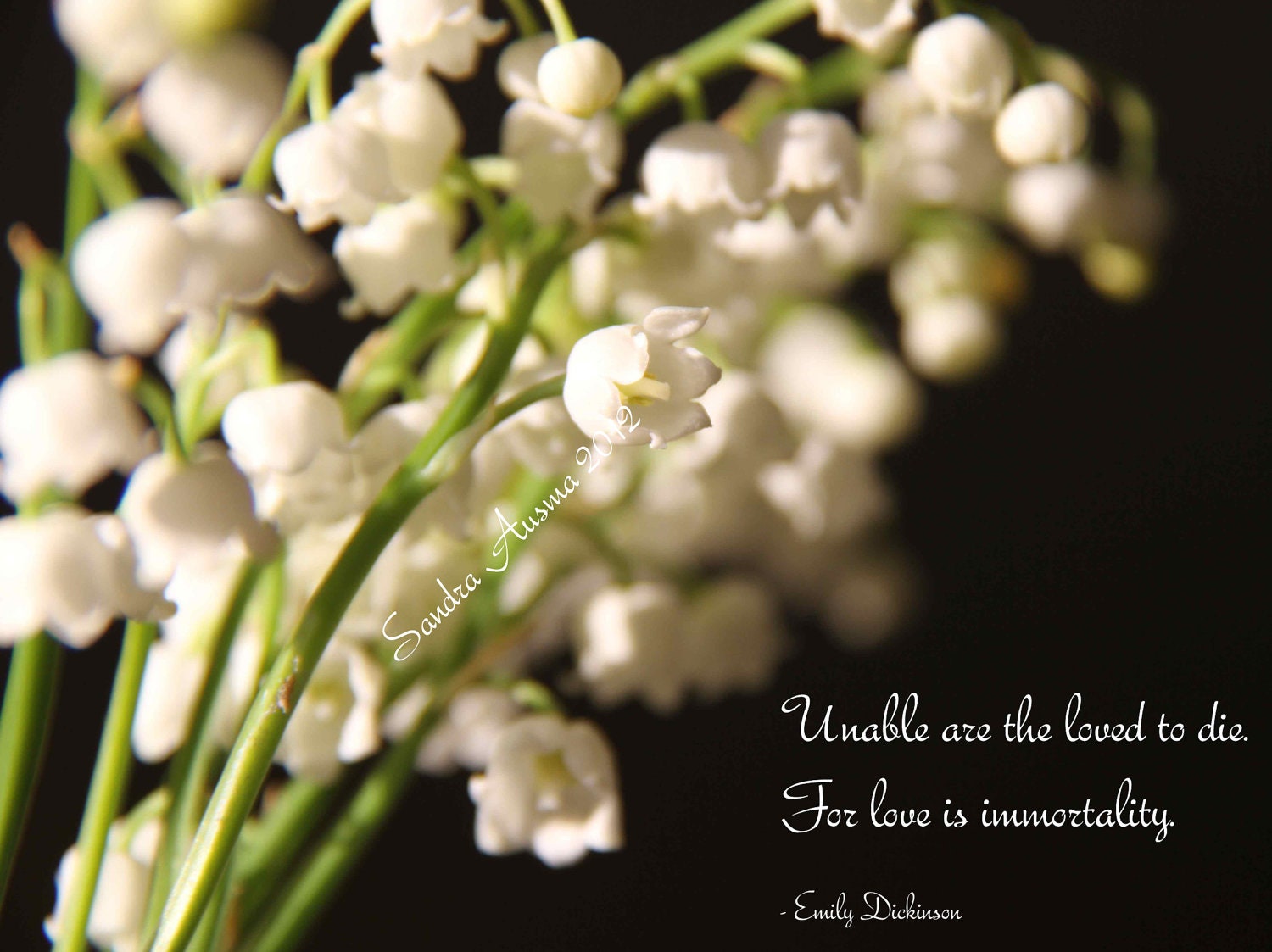 Lily of the Valley Sympathy Card with Dickinson quote / Choice of photo cards with text