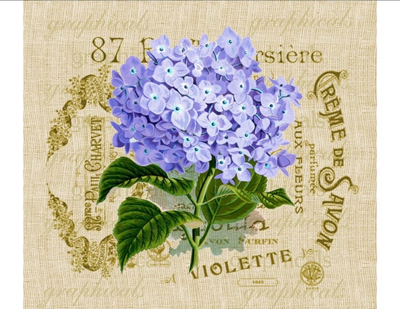 Purple hortensia hydrangea French ephemera digital download image for transfer to fabric burlap paper pillows cards No. 615