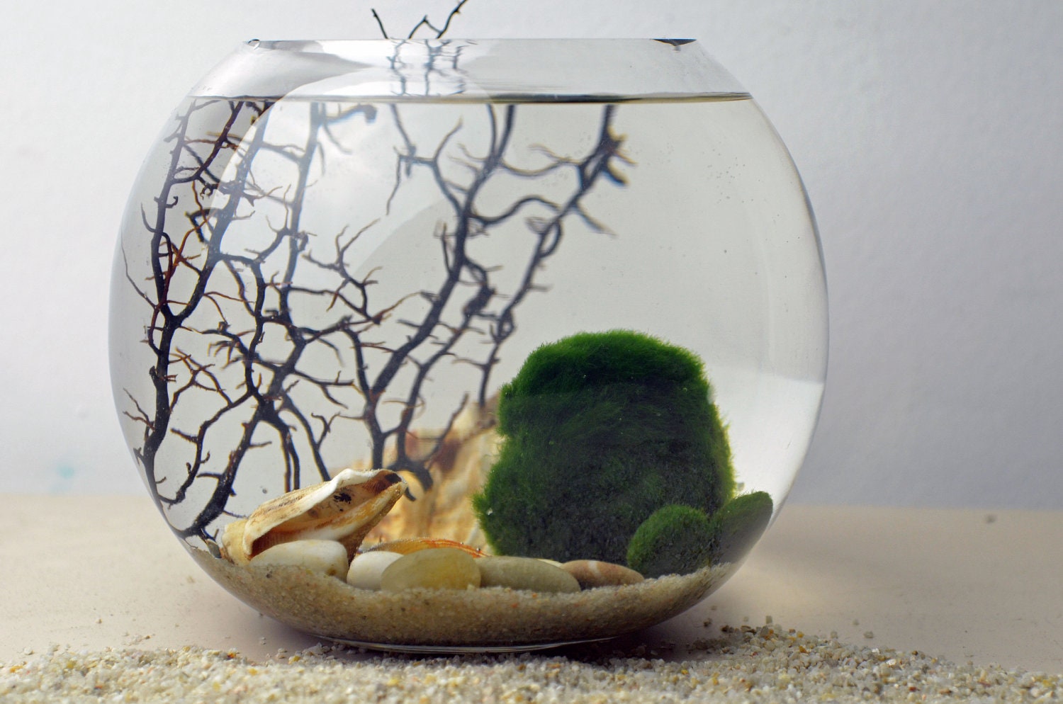 Marimo Terrarium - Japanese Moss Ball Aquarium - fishbowl glass vase - Giant Marimo - Marimo Nano - sea fan - sea shells - sand