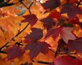 Autumn leaf photo, pumpkin orange, Fall maple print, red wall art, 8x10 home decor, Fall nature photography