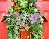 Succulent Living House "Green Home" Hang or Stand Centerpiece Perfect Unique Gift and Home Decor