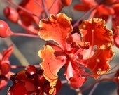 Orangeburst