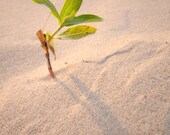 Solitary Sunset- 5x7 Fine Art Nature Photograph sand, beach, lake, michigan, sun, twilight, home decor, cottage, wall decor, gift