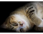 Kitten Photograph, Cat, Black, Tan, White, Nature, Tabby, Feline, Animal, Home Decor, Fine Art - QuinnImagery