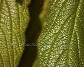 Waxy Leaves - 10x8" Lustre Mounted Premium Fine Art Nature Photo Print - Affordable Artwork Decor
